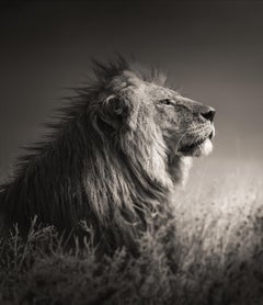 Into the Light, noir et blanc, animal, Afrique, photographie, lion