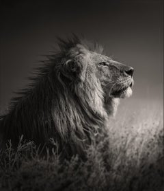 Into the Light, black and white, animal, Africa, Photography, Lion