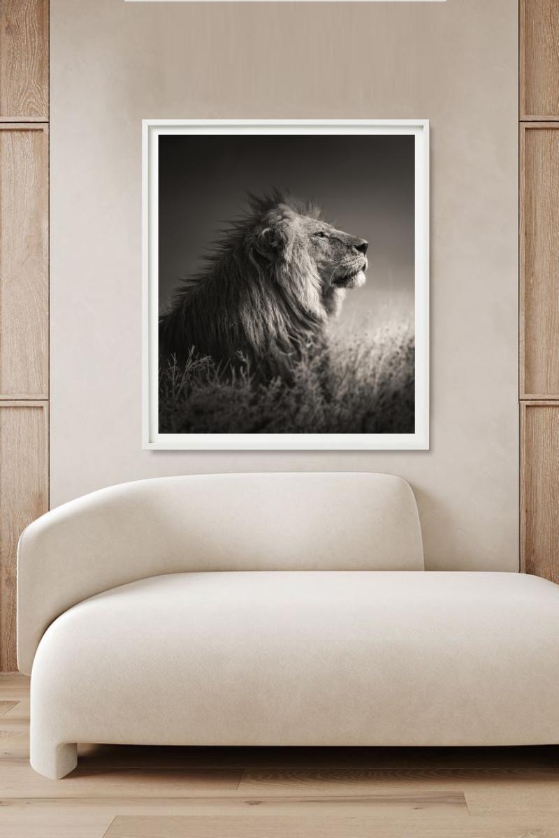 INTO THE LIGHT - Portrait d'un lion, Phottych Fine Arts en vente 5