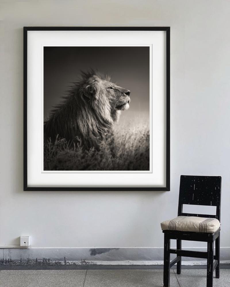 INTO THE LIGHT - Portrait d'un lion, Phottych Fine Arts - Photograph de Joachim Schmeisser