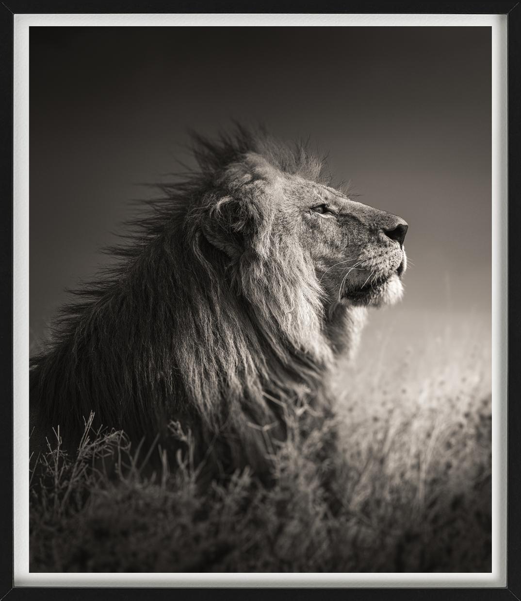 INTO THE LIGHT - Portrait d'un lion, Phottych Fine Arts - Contemporain Photograph par Joachim Schmeisser
