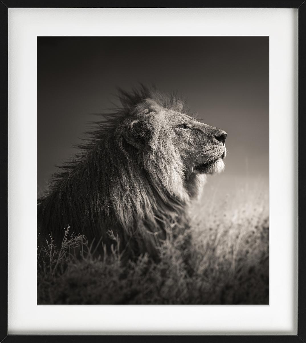 INTO THE LIGHT - Portrait d'un lion, Phottych Fine Arts - Noir Black and White Photograph par Joachim Schmeisser