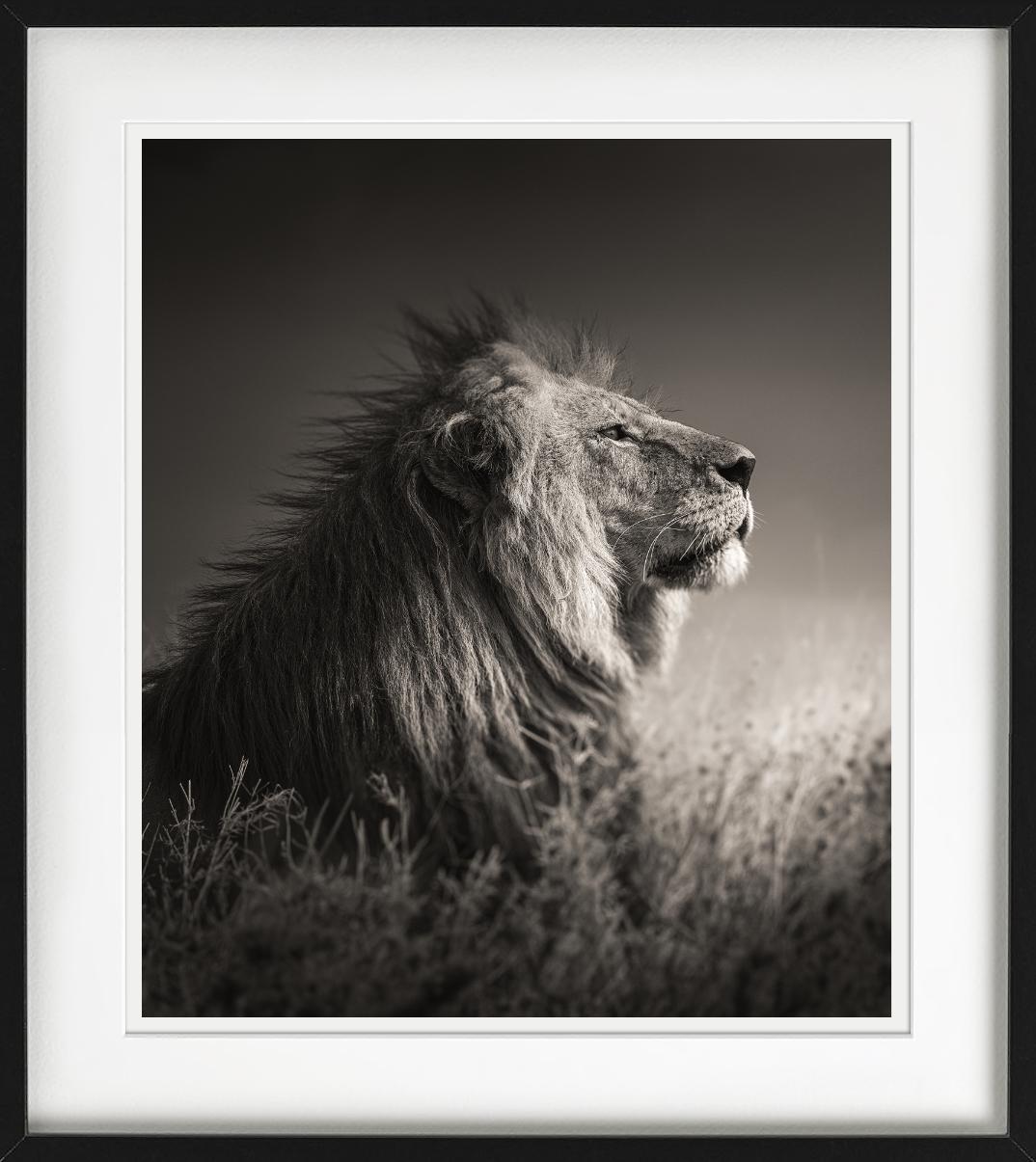 Dans la lumière, profil d'un lion, photographié par Joachim Schmeisser.

Tous les tirages sont en édition limitée. Disponible en plusieurs tailles. Encadrement haut de gamme sur demande. Toutes les impressions sont réalisées et signées par