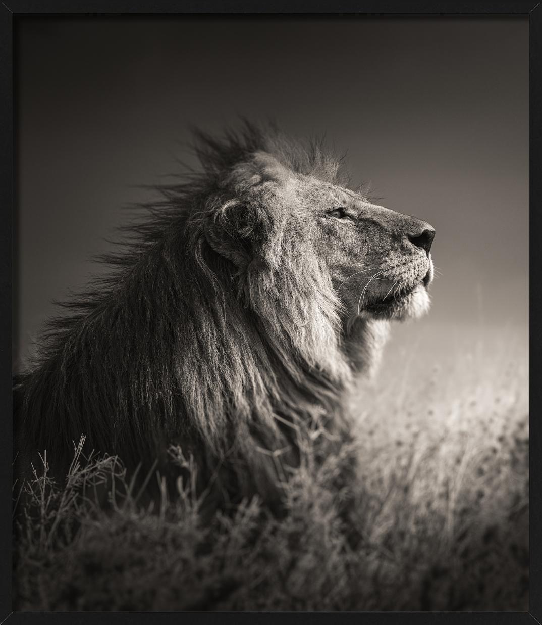 INTO THE LIGHT - Portrait d'un lion, Phottych Fine Arts en vente 1