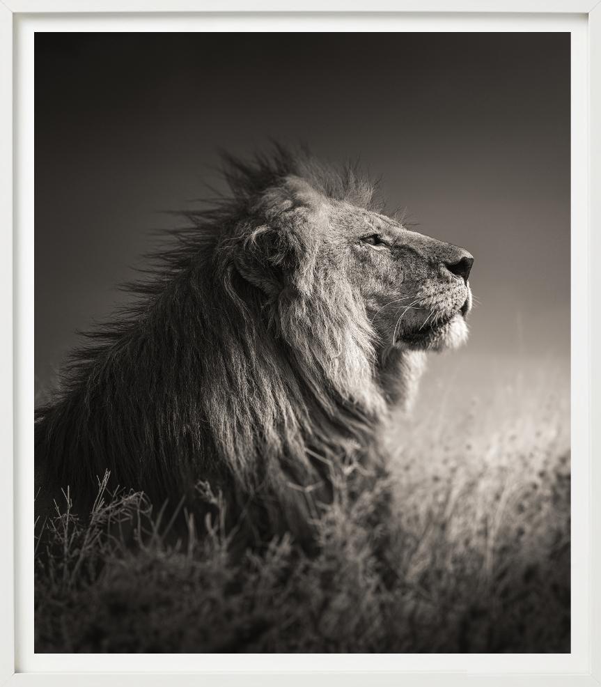 INTO THE LIGHT - Portrait d'un lion, Phottych Fine Arts en vente 2