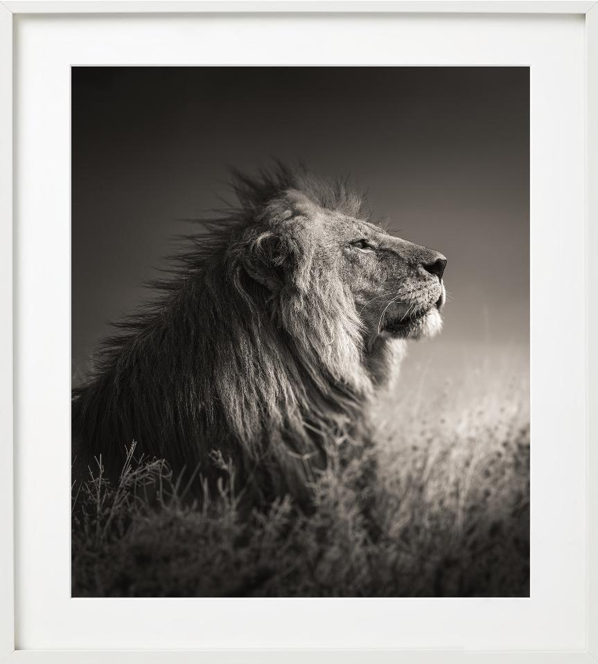 INTO THE LIGHT - Portrait d'un lion, Phottych Fine Arts en vente 3