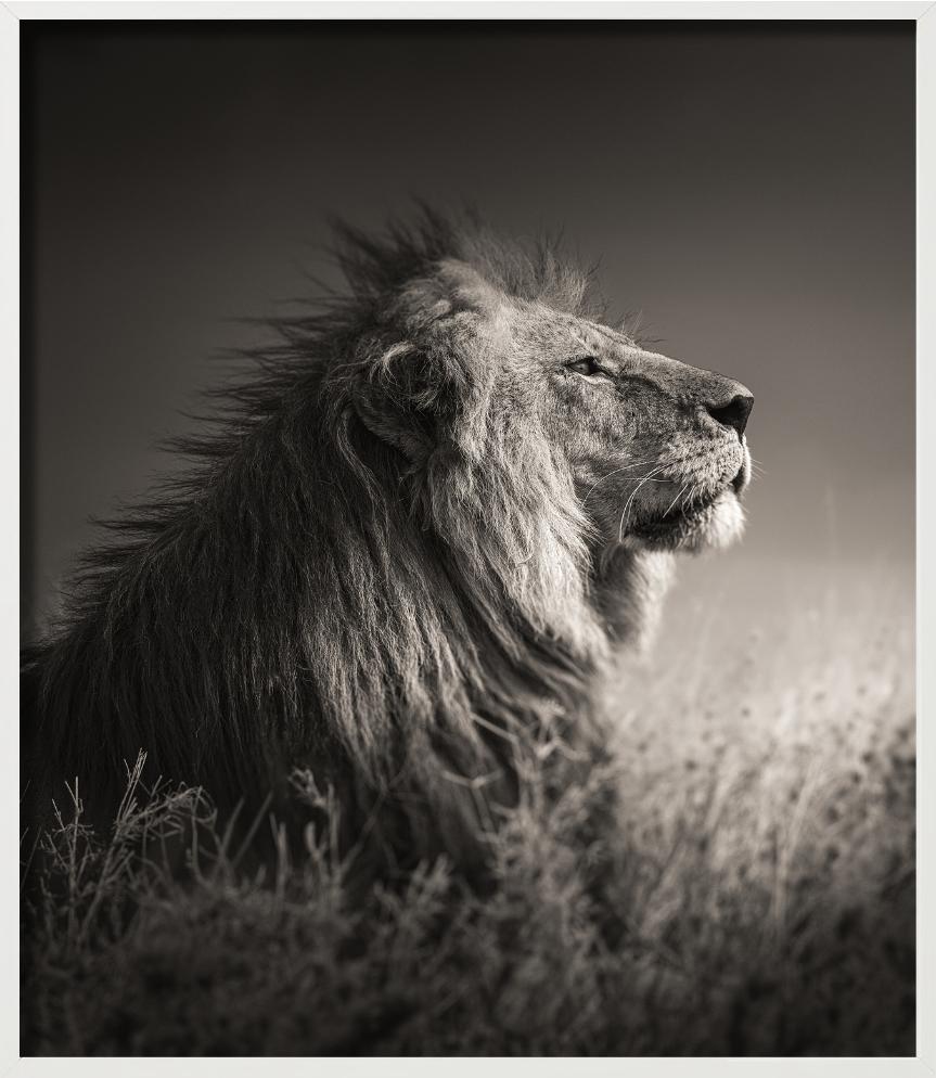 INTO THE LIGHT - Portrait d'un lion, Phottych Fine Arts en vente 4