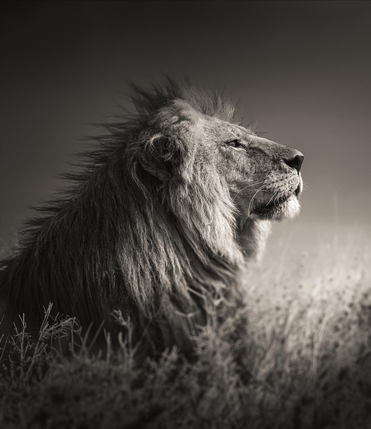 Black and White Photograph Joachim Schmeisser - INTO THE LIGHT - Portrait d'un lion, Phottych Fine Arts