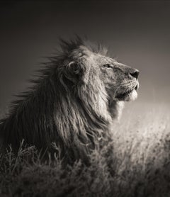 INTO THE LIGHT - Portrait d'un lion, Phottych Fine Arts