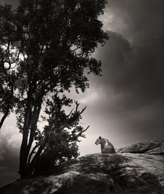Into the Mystic, noir et blanc, animal, Afrique, photographie, lion