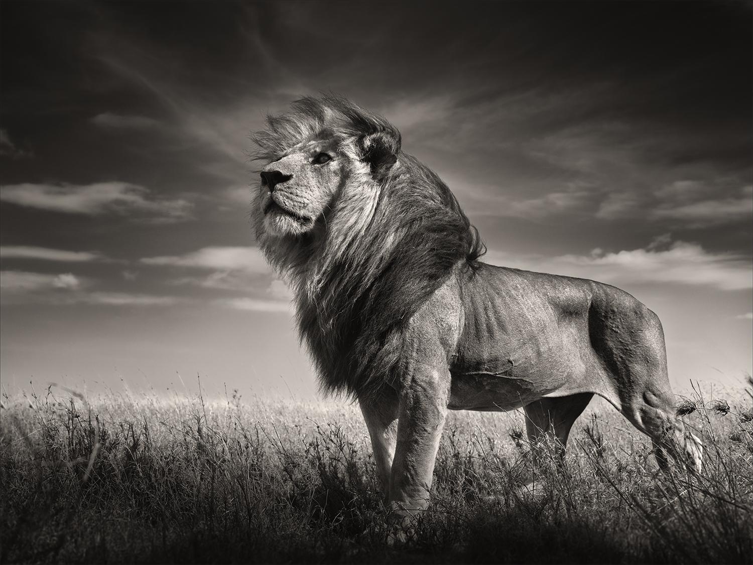 Joachim Schmeisser Portrait Photograph - Just Me, animal, wildlife, black and white photography, lion