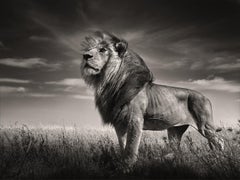 Just Me, animal, faune sauvage, photographie en noir et blanc, lion