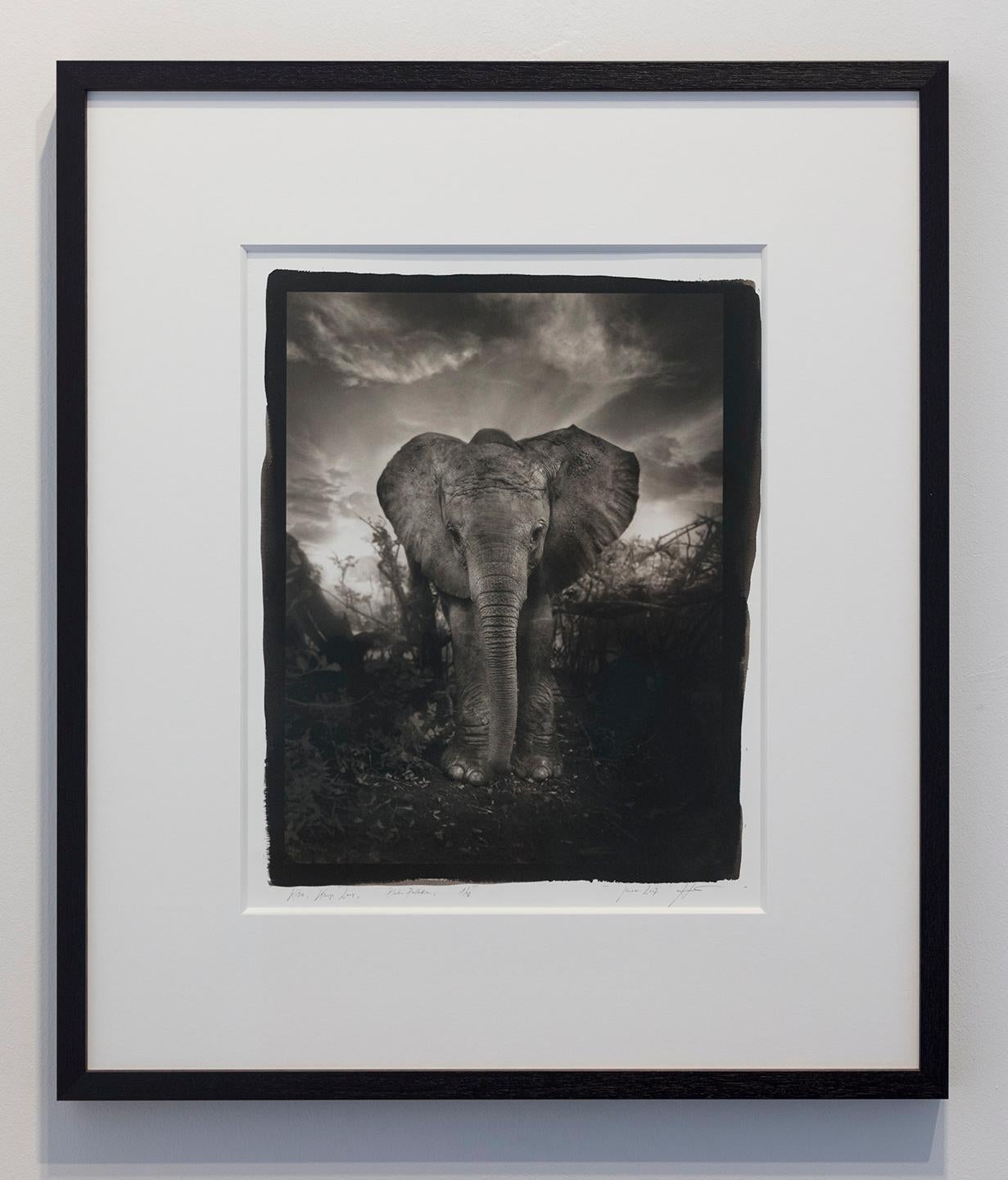 Kibo - Platin Palladium Druck, Elefant, Schwarz-Weiß-Fotografie, Wildtiere – Photograph von Joachim Schmeisser