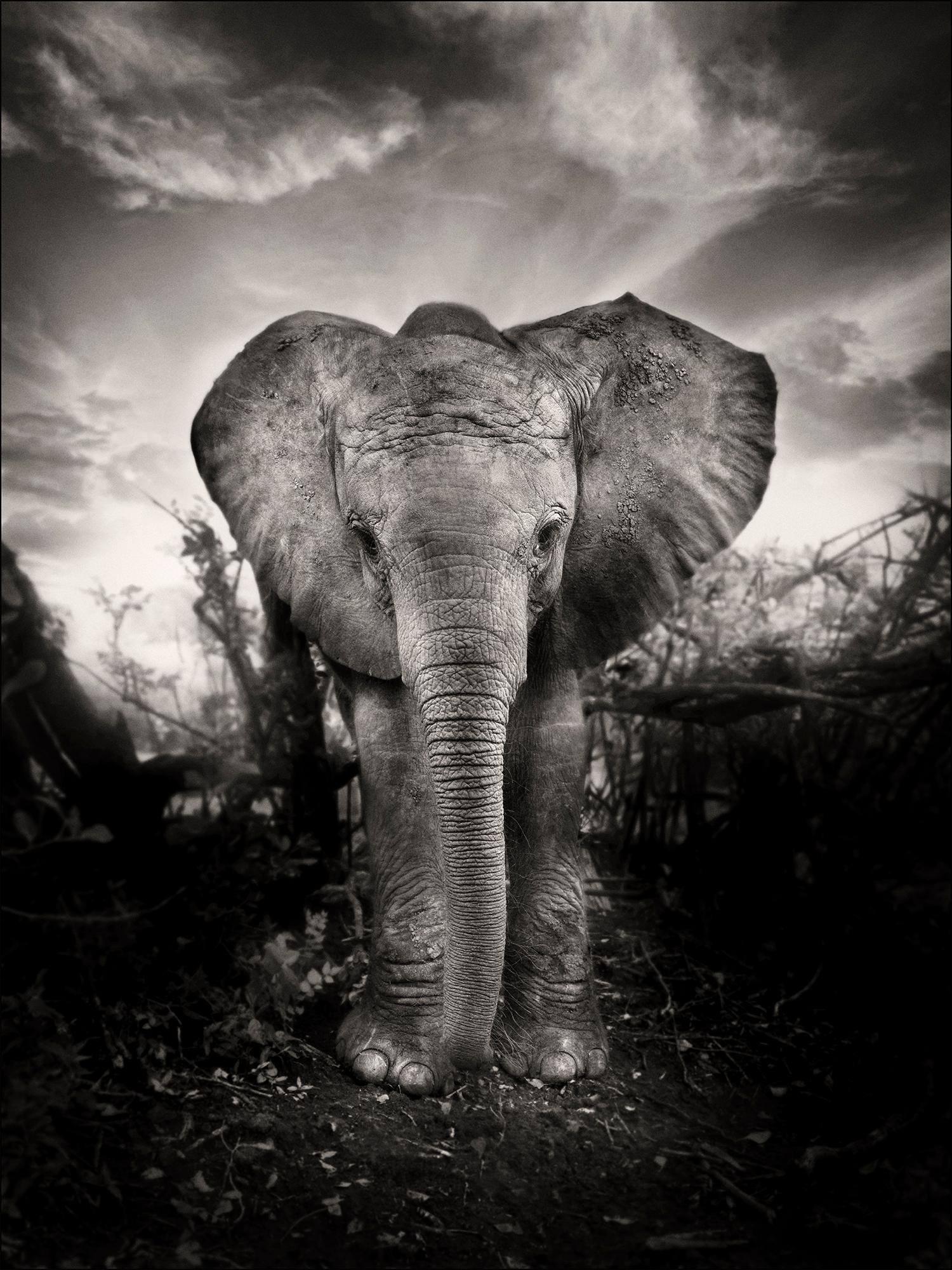 Kibo, Platinum, animal, wildlife, black and white photography, elephant - Photograph by Joachim Schmeisser