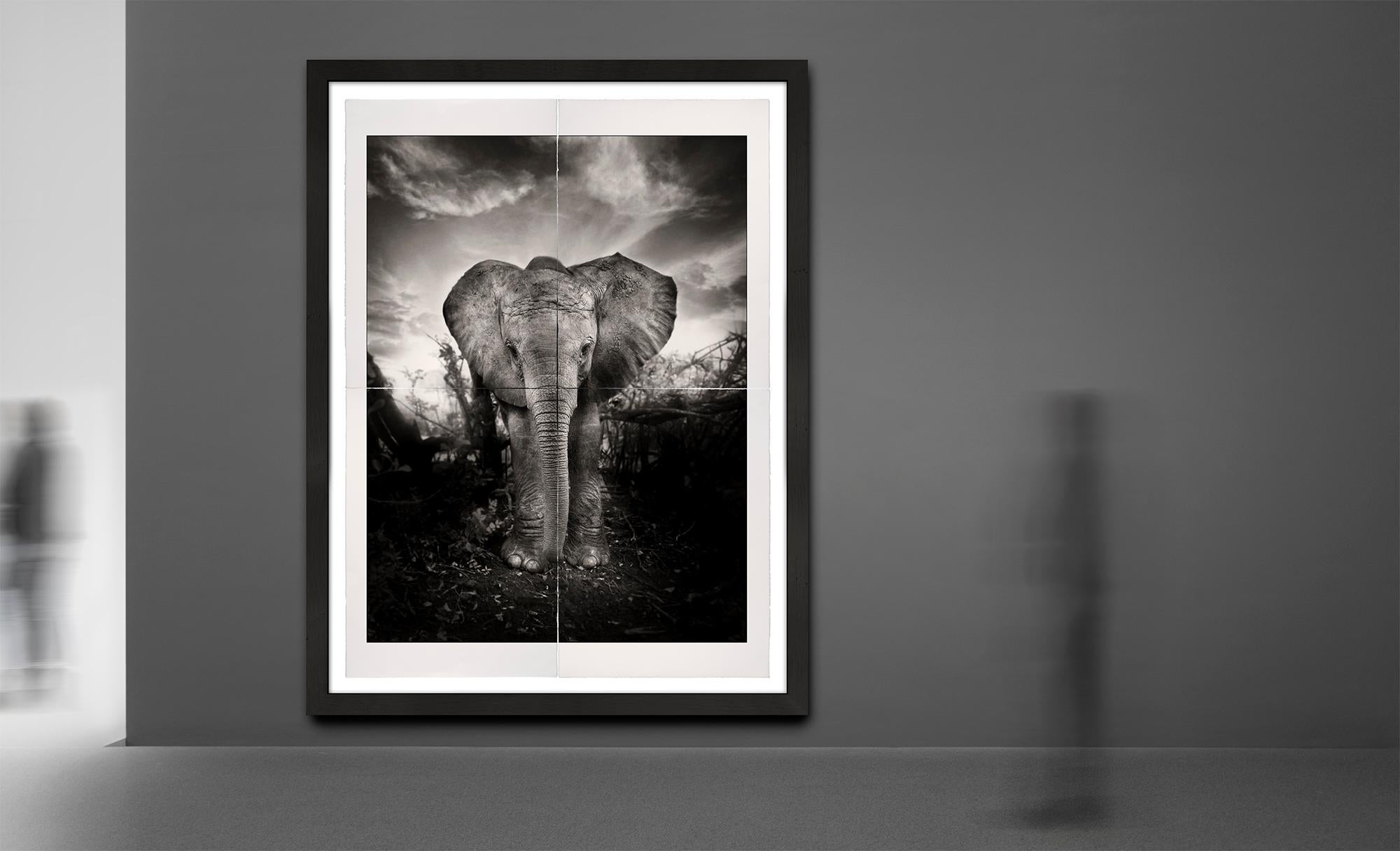 Kibo, Platin, Tier, Tier- und Tierwelt, Schwarz-Weiß-Fotografie, Elefant (Zeitgenössisch), Photograph, von Joachim Schmeisser