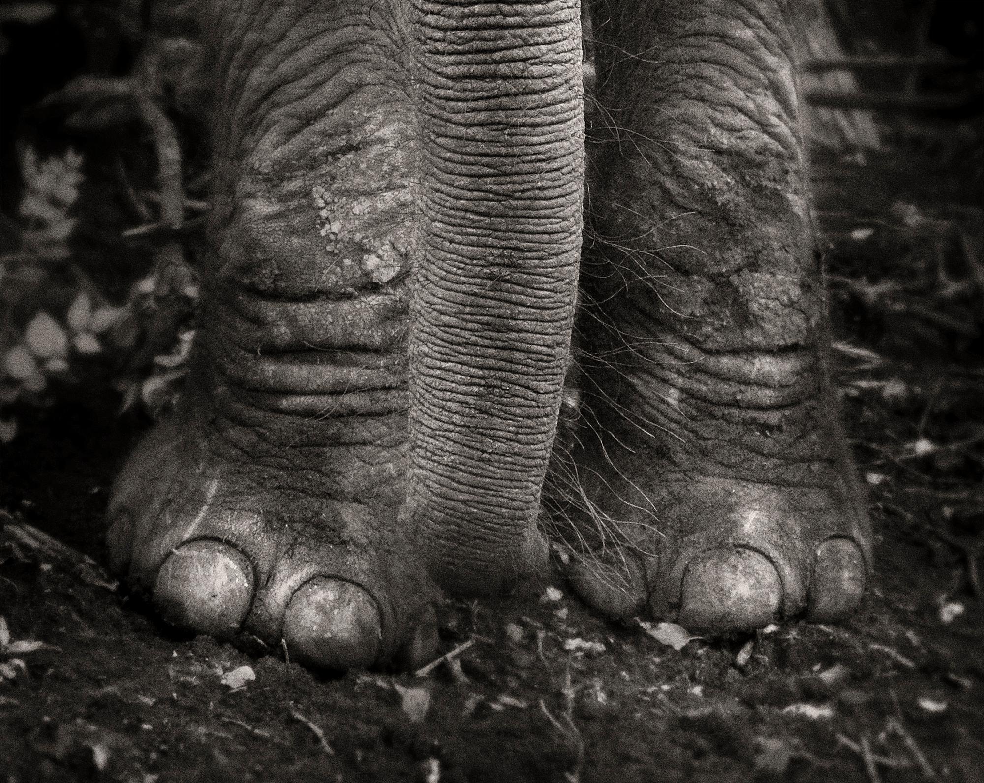 Kibo, Platinum, animal, wildlife, black and white photography, elephant - Contemporary Photograph by Joachim Schmeisser