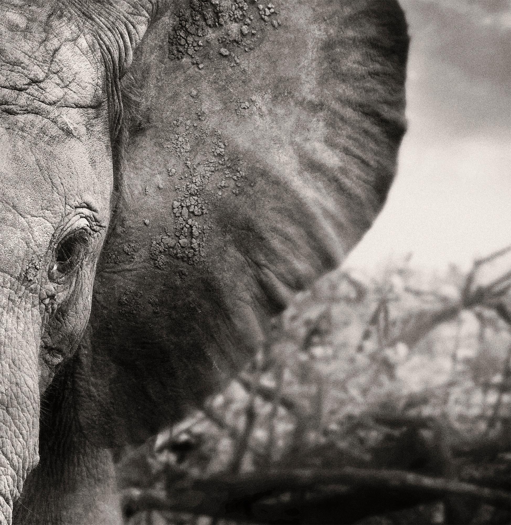Kibo, Platinum, animal, wildlife, black and white photography, elephant - Black Portrait Photograph by Joachim Schmeisser