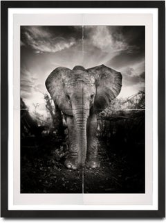 Kibo, platine, animal, faune, photographie d'éléphant en noir et blanc