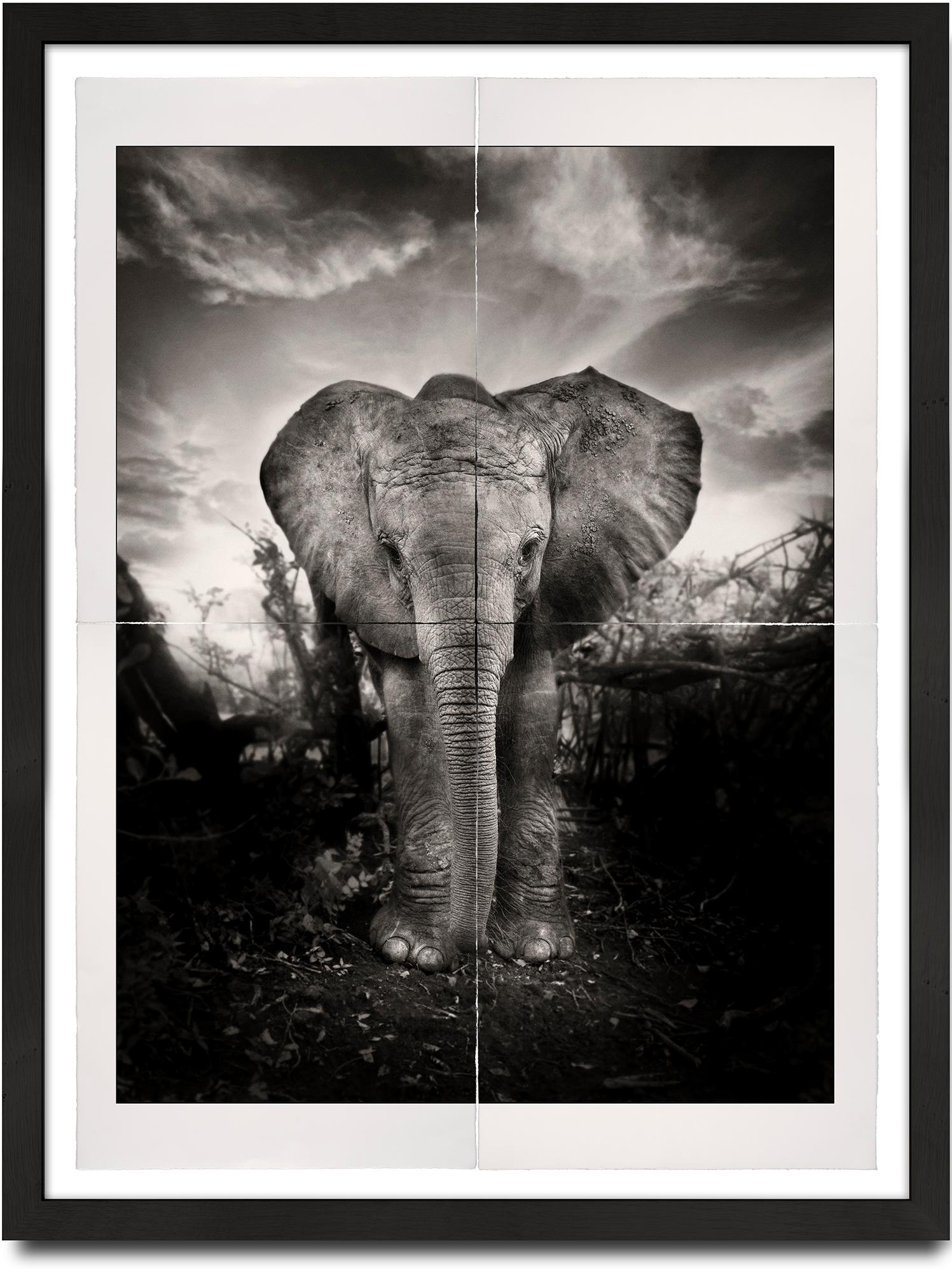 Black and White Photograph de Joachim Schmeisser - Kibo, Platino, animal, vida salvaje, fotografía en blanco y negro, elefante