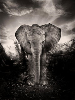 Kibo - Impression palladium platine, éléphant, photographie en noir et blanc, faune sauvage