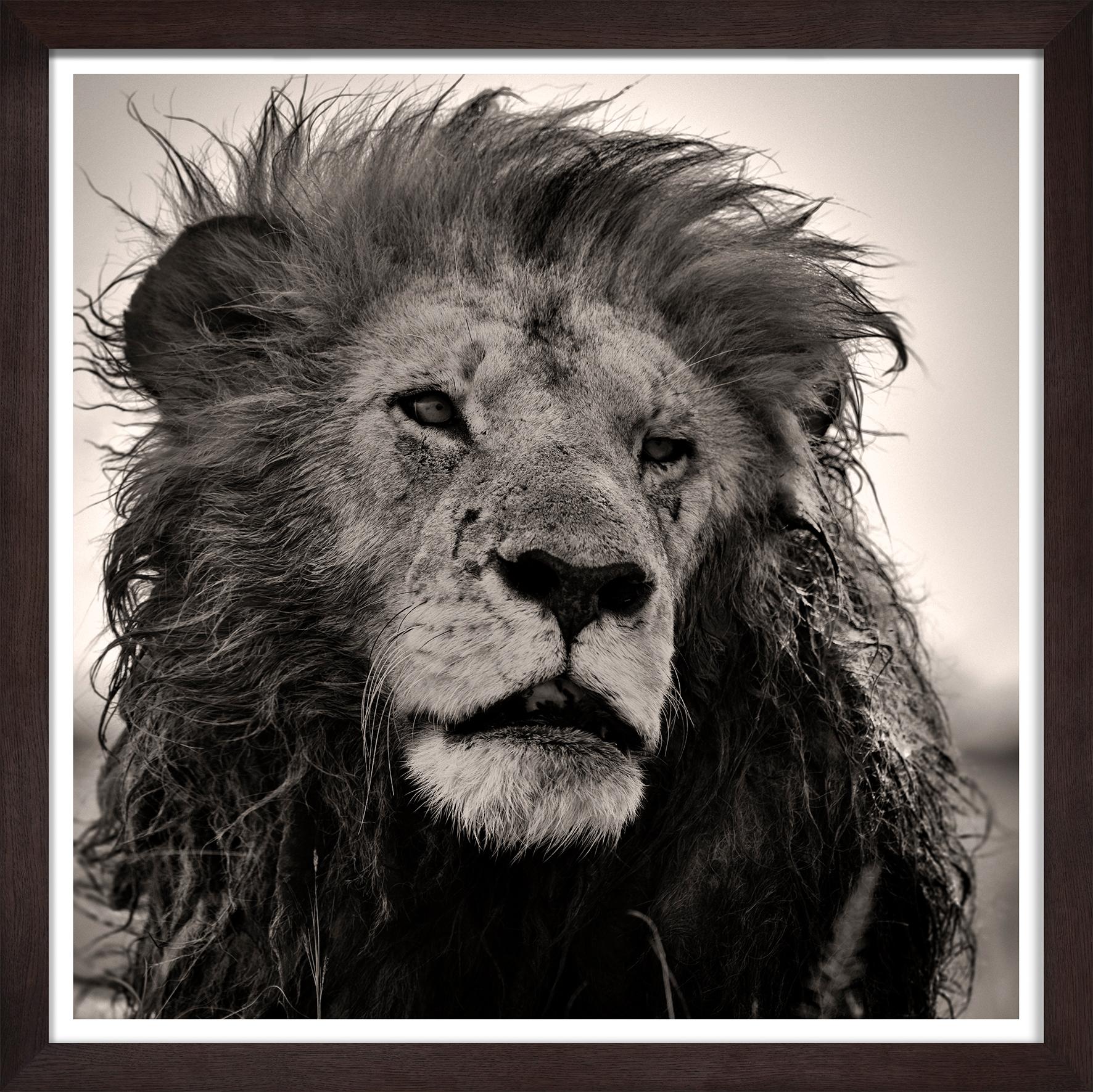 Last Warrior, Kenya, Lion, animal, wildlife, black and white photography - Photograph by Joachim Schmeisser
