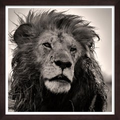 Last Warrior, Kenya, Lion, animal, wildlife, black and white photography