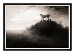 Lean on Me, zeitgenössisch, Schwarz-Weiß, Tier, Afrika, Fotografie, Cheetah