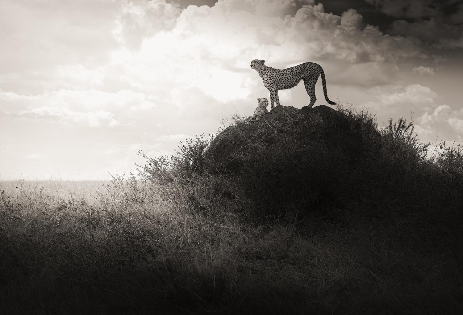 Joachim Schmeisser Black and White Photograph – Lean on Me, zeitgenössisch, Schwarz-Weiß, Tier, Afrika, Fotografie, Cheetah