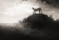 Lean on Me, zeitgenössisch, Schwarz-Weiß, Tier, Afrika, Fotografie, Cheetah