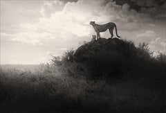 Lean on Me, contemporary, black and white, animal, Africa, Photography, Cheetah