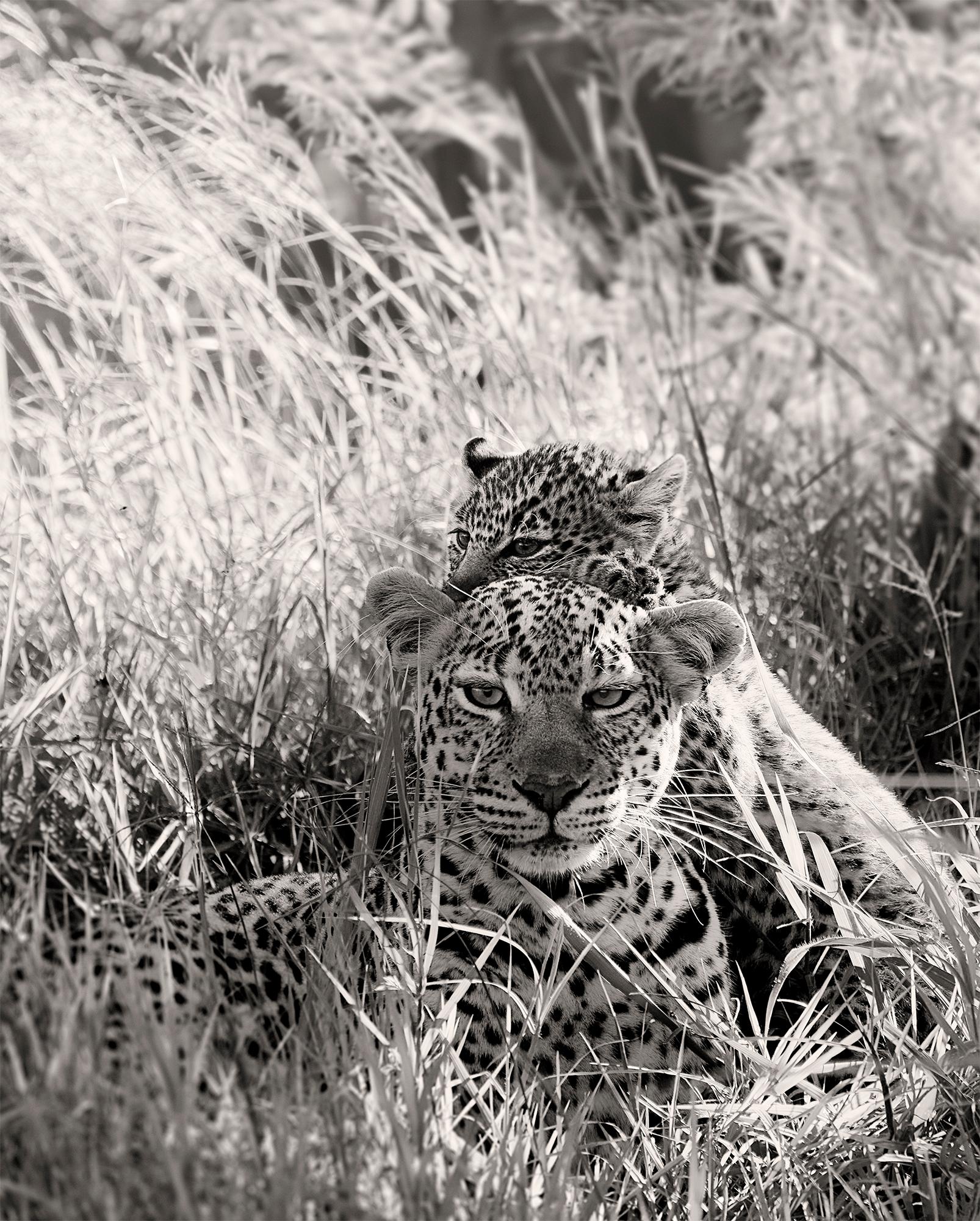 Joachim Schmeisser Portrait Photograph - Leopard Lady and baby, animal, wildlife, black and white photography, africa