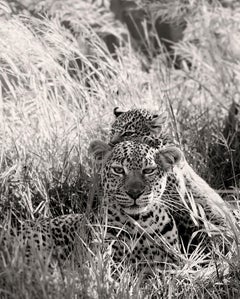 Leopard Lady and baby, animal, wildlife, black and white photography, africa