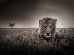 Lion in heavy rain, contemporary, wildlife, black & white photography, Lion