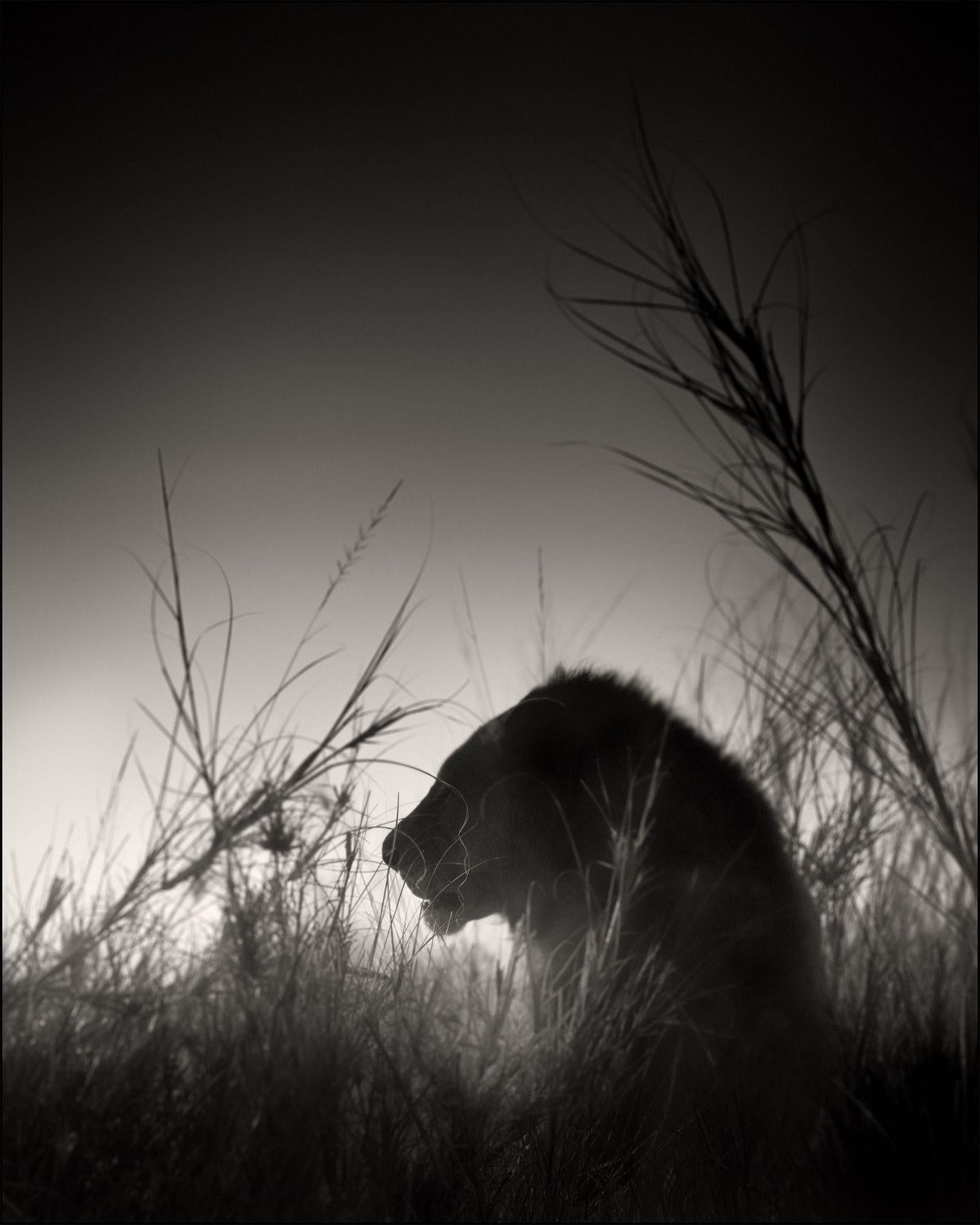 Joachim Schmeisser Portrait Photograph - Lion King