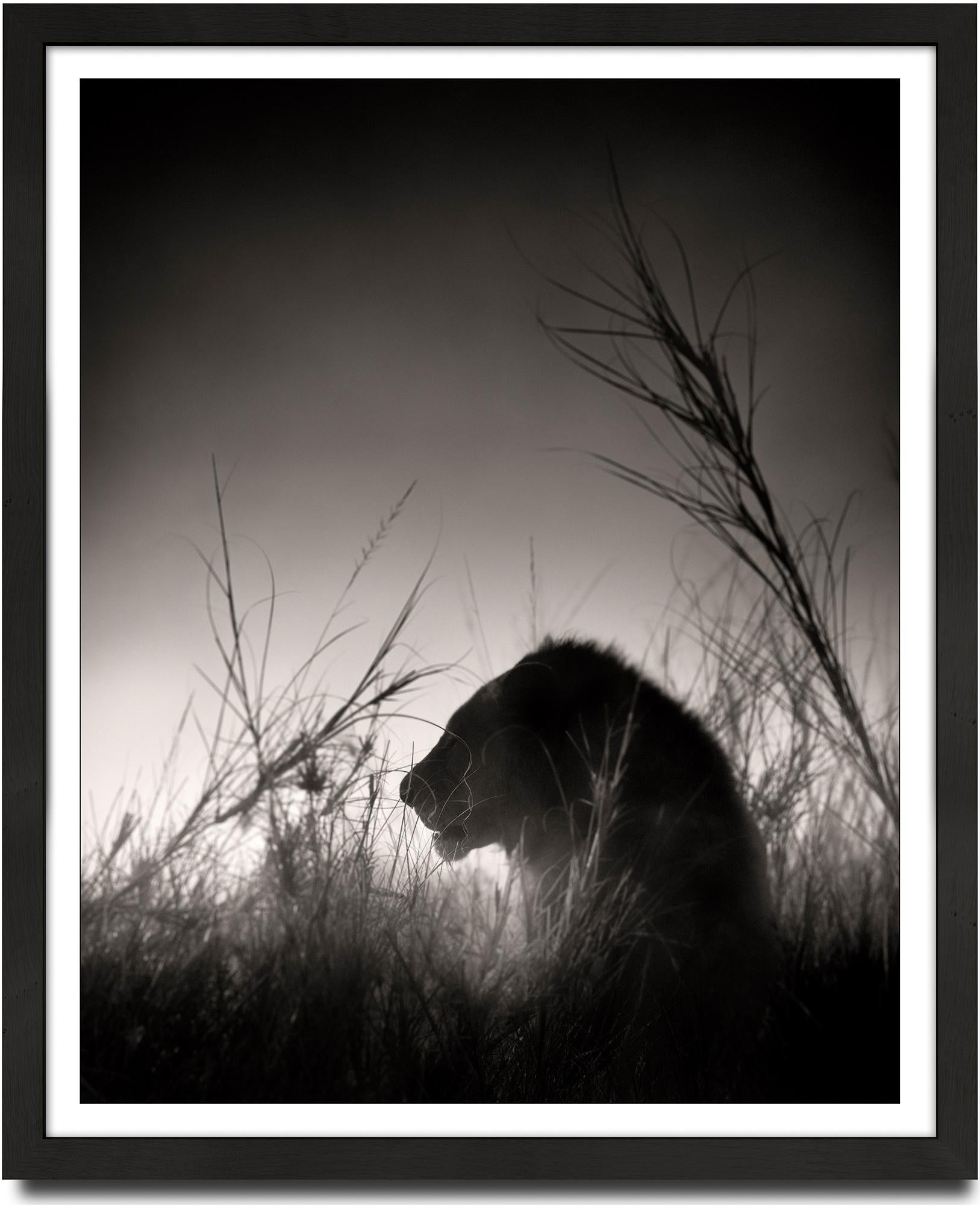 Lion King, animal, wildlife, black and white photography, africa - Photograph by Joachim Schmeisser