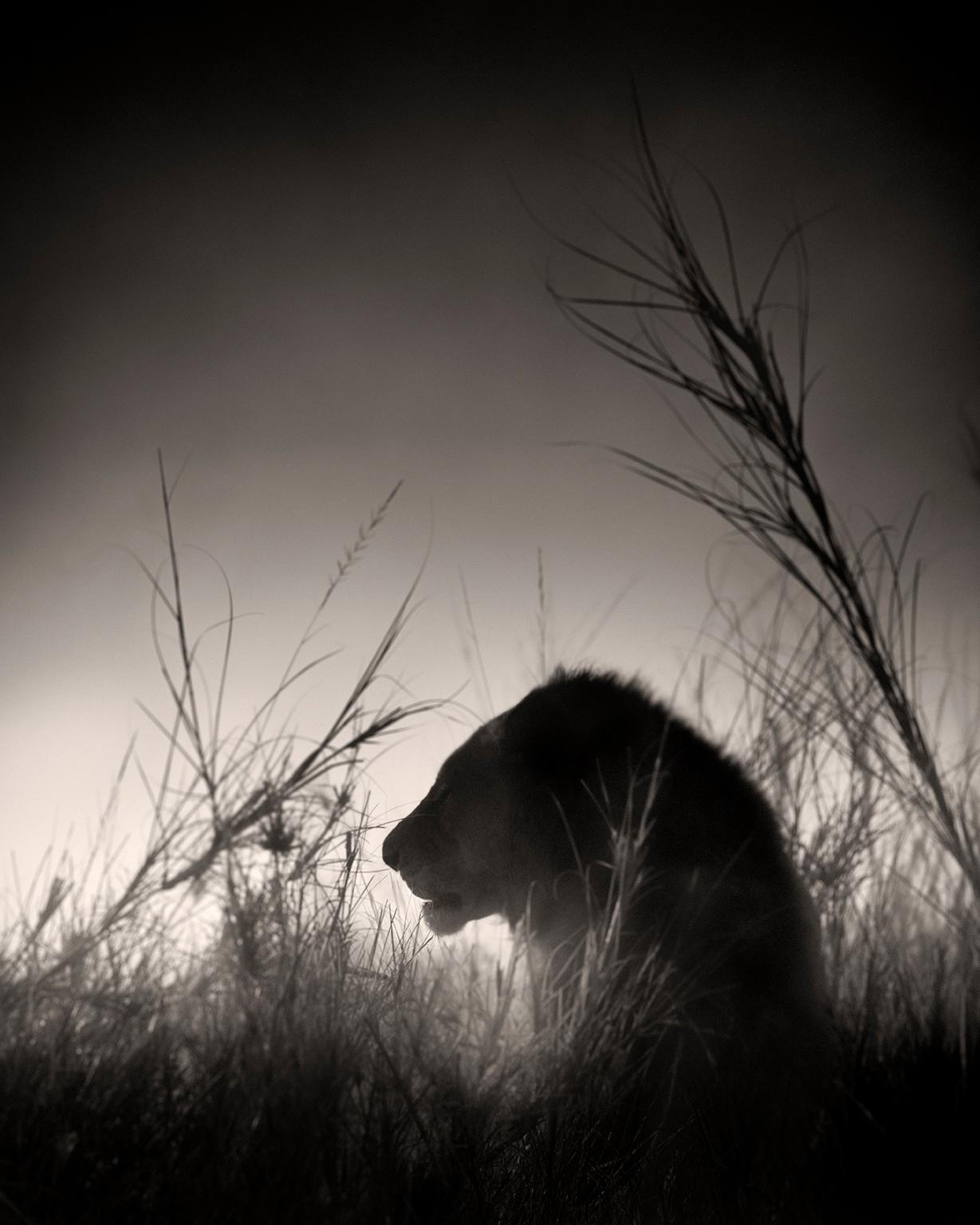 Joachim Schmeisser Landscape Photograph - Lion King, animal, wildlife, black and white photography, africa