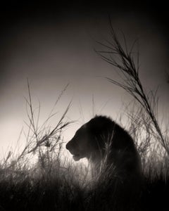 Lion King, animal, wildlife, black and white photography, africa
