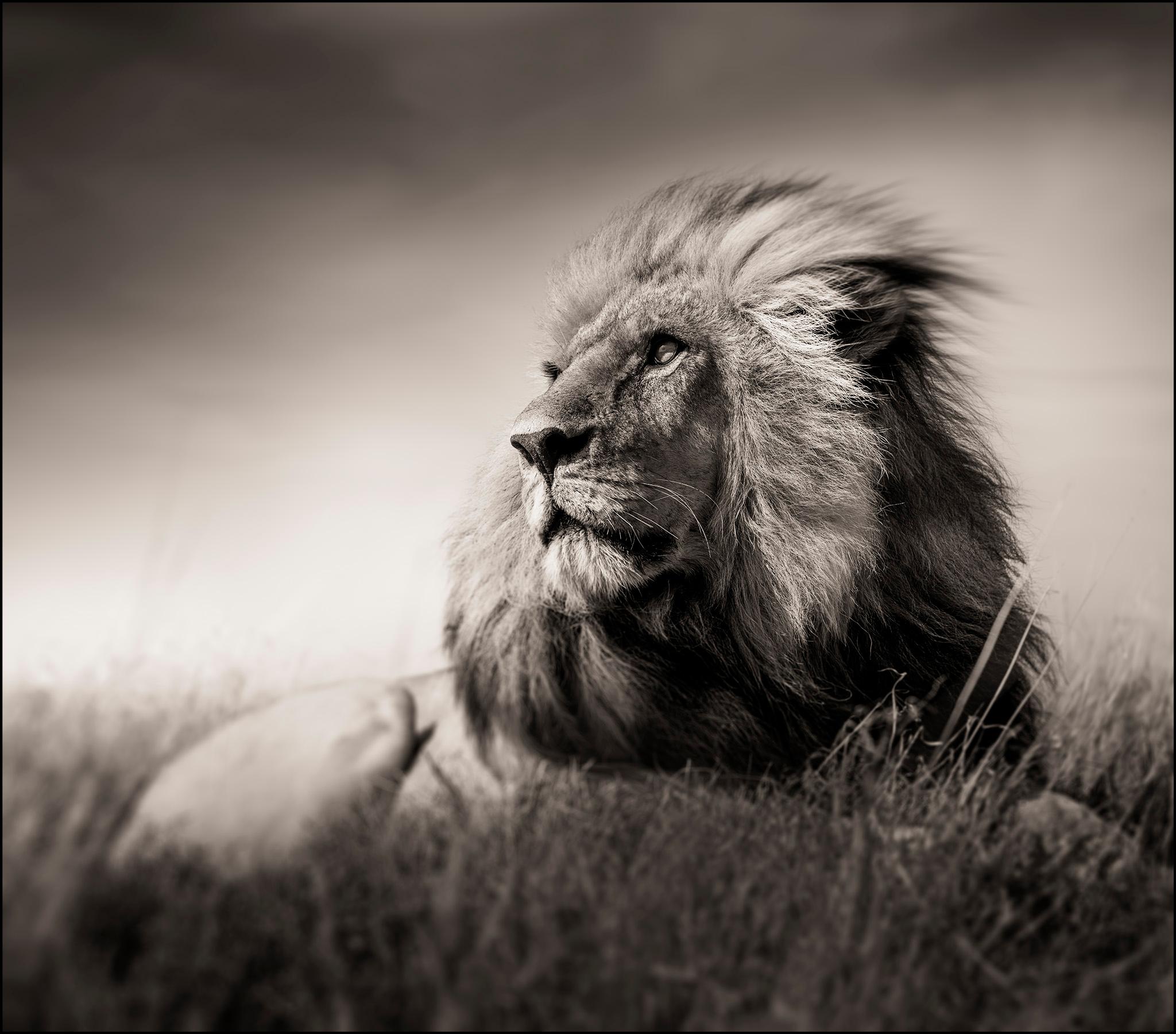 Löwenporträt I, zeitgenössische, Wildtier-, Schwarz-Weiß-Fotografie, Löwe