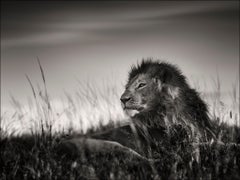 Lion Portrait II, blackandhwite photography, Africa, Portrait, Wildlife