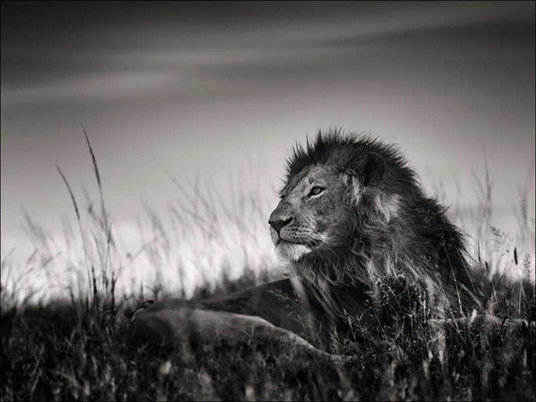 Joachim Schmeisser Portrait Photograph - Lion Portrait II, animal, wildlife, black and white photography, africa