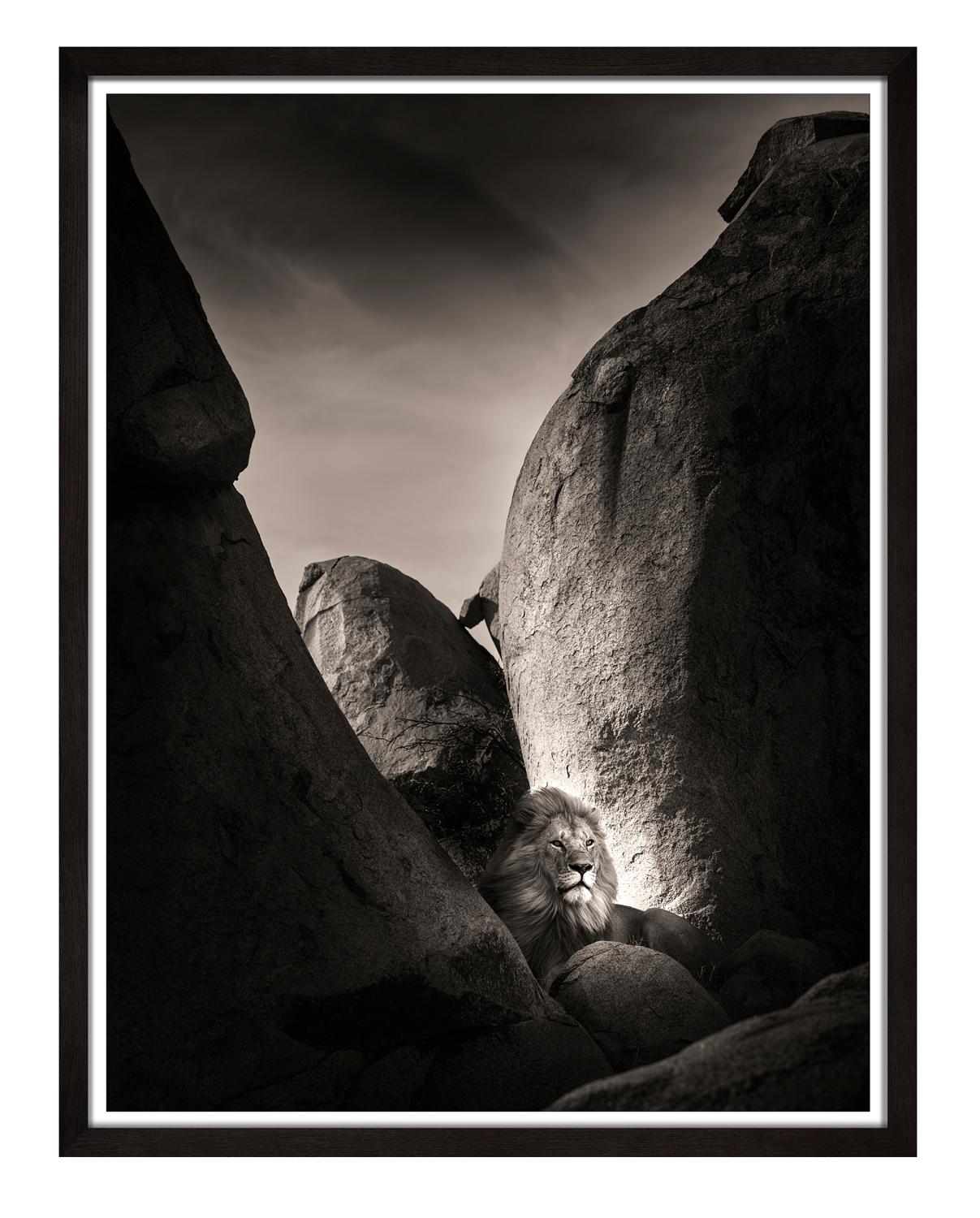 Le Lion Rock I, noir et blanc, animal, Afrique, photographie - Photograph de Joachim Schmeisser