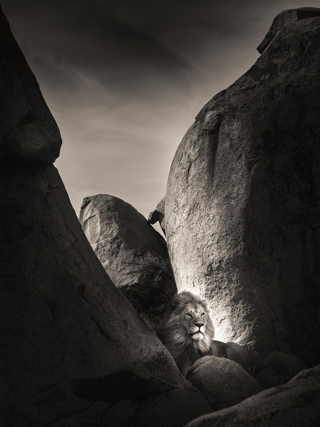 Black and White Photograph Joachim Schmeisser - Le Lion Rock I, noir et blanc, animal, Afrique, photographie