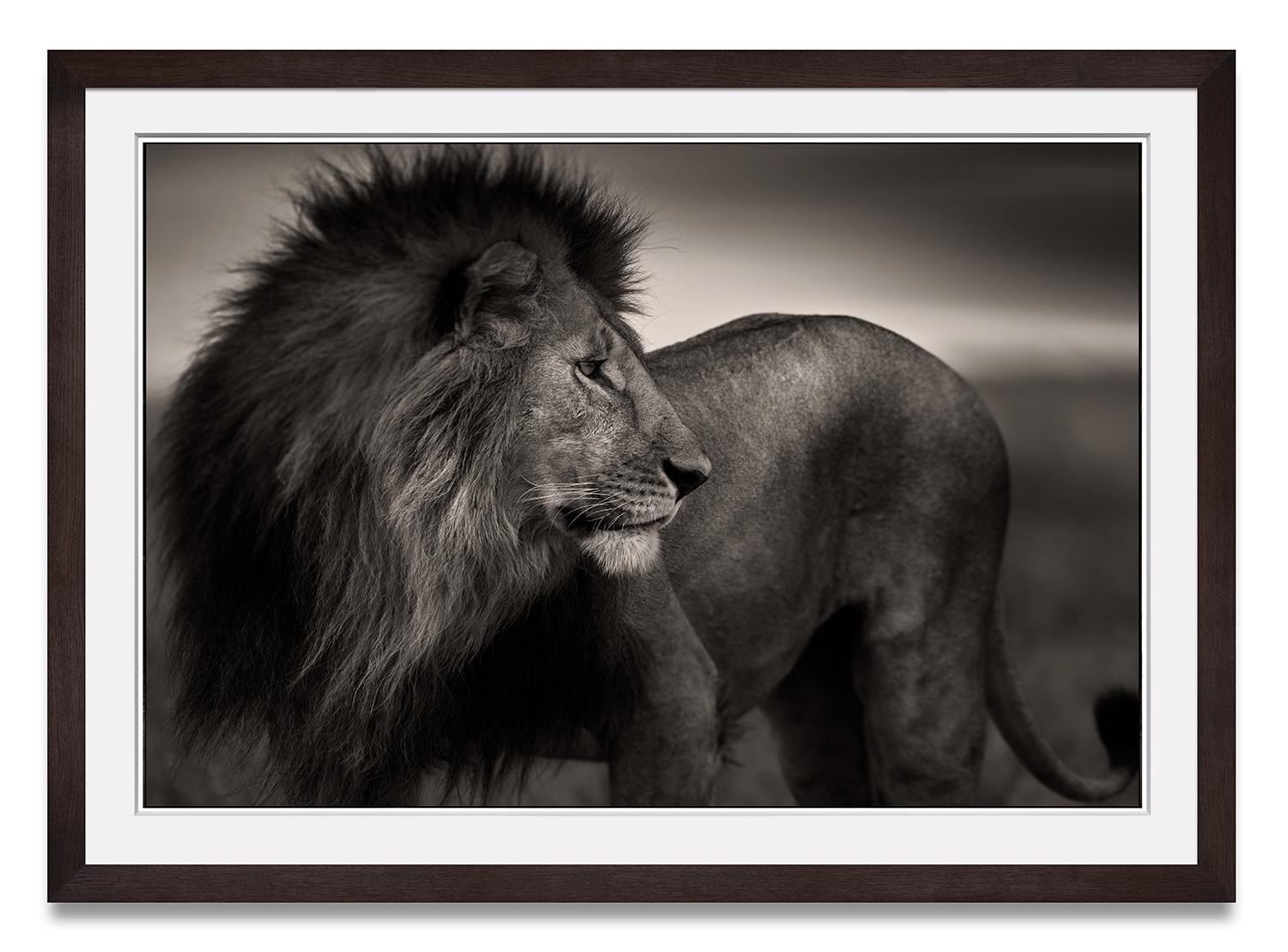 Lionheart, Lion, animal, wildlife, black and white photography, africa - Photograph by Joachim Schmeisser