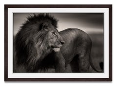 Lionheart, lion, animal, faune, photographie en noir et blanc, Afrique