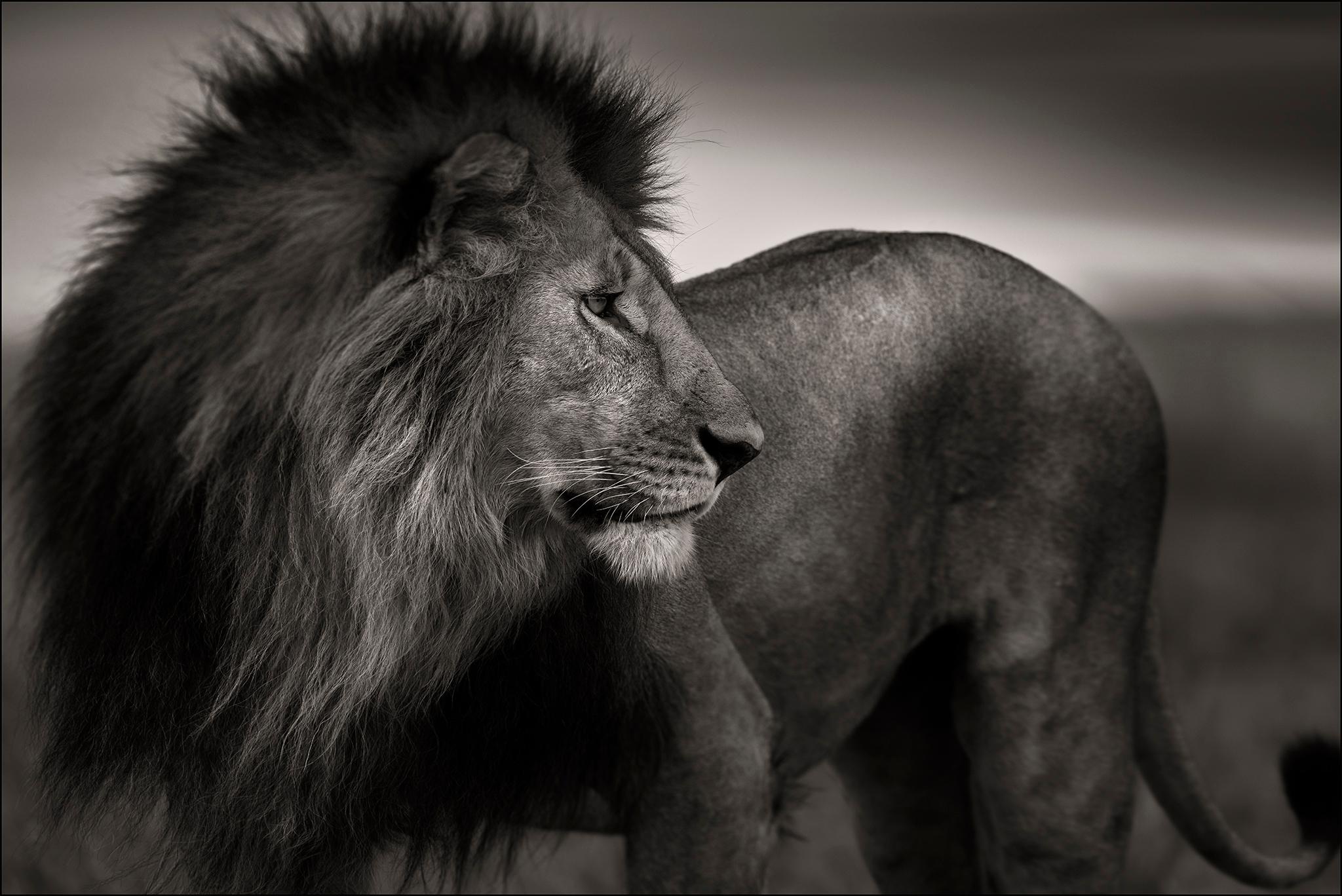 Lionheart, Lion, blackandhwite photography, Africa, Portrait, Wildlife