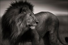 Lionheart, Lion, blackandhwite photography, Africa, Portrait, Wildlife