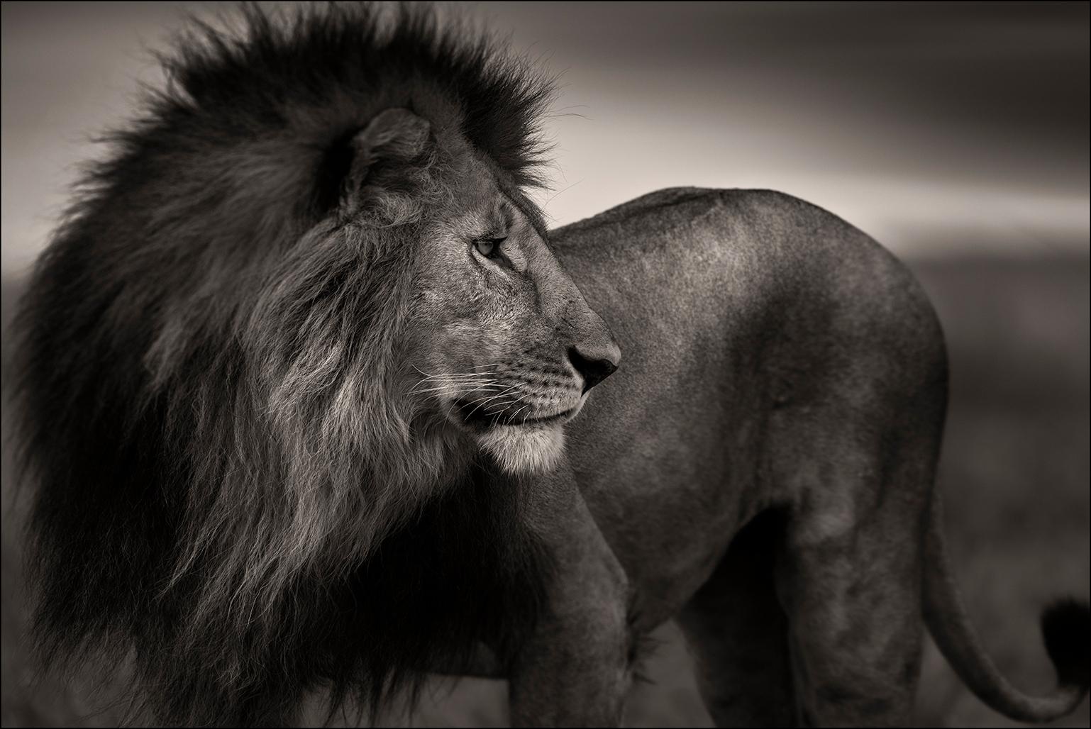 Joachim Schmeisser Black and White Photograph - Lionheart, Lion, animal, wildlife, black and white photography, africa