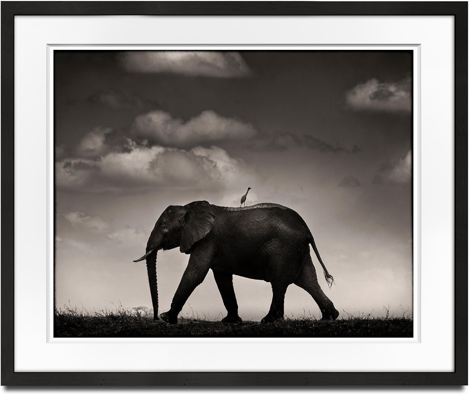 Einsame Reiterin, Kenia, Elefant, Tier, Wildtiere, Schwarz-Weiß-Fotografie – Photograph von Joachim Schmeisser
