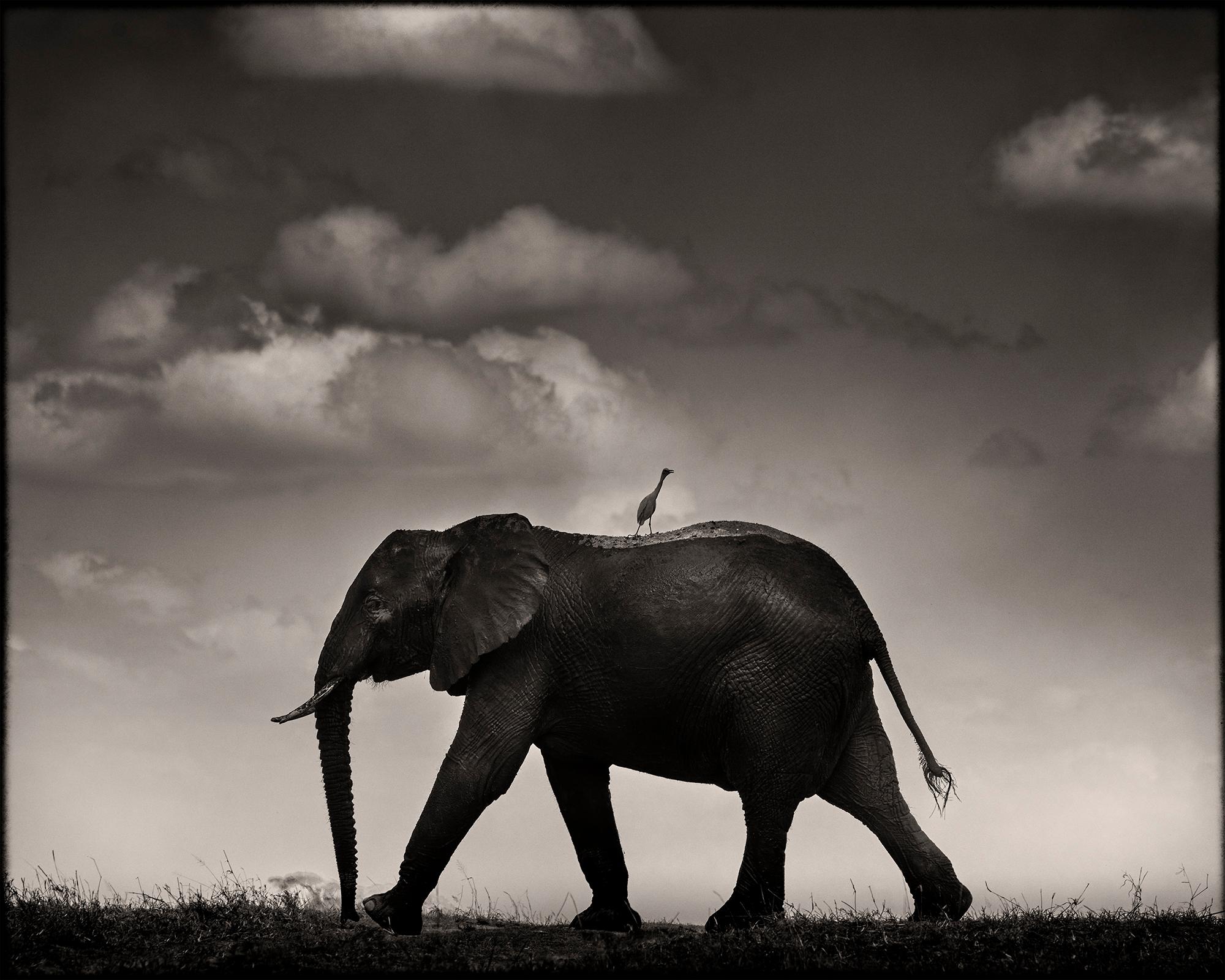 Joachim Schmeisser Portrait Photograph - Lone Rider, Kenya, Elephant, animal, wildlife, black and white photography