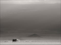 Peinture de taureau solitaire, animal, faune sauvage, photographie d'éléphant en noir et blanc